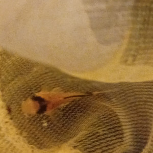 Publication de vv091v