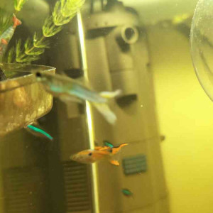 Donne banc de guppys endler - bonne lignée (tous de chez Nilufar)