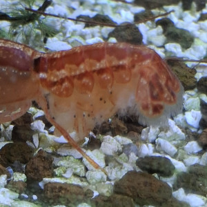 Publication de PORTELLI