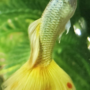 Publication de Natu9110