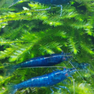 Crevettes Neocaridina "Blue Velvet" juvéniles