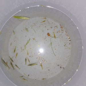 Crevette Amano / Crevette néocaridina