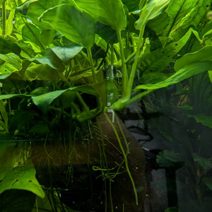 Anubias nana