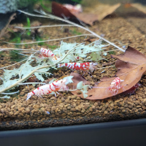 Publication de Tedd80