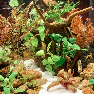 Publication de STK54