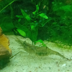 Publication de Lalisa_2