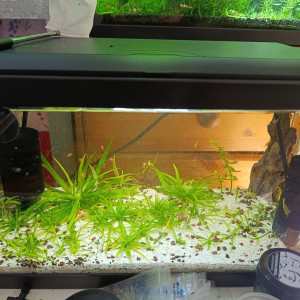 Aquarium 20l