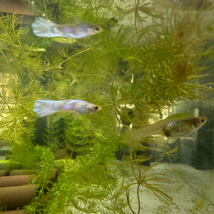 Vend bébé guppy sélection platinium full white