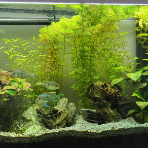 Publication de Carrow31