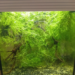 Publication de vv091v