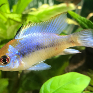 Publication de CriCri07