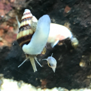 Publication de CriCri07