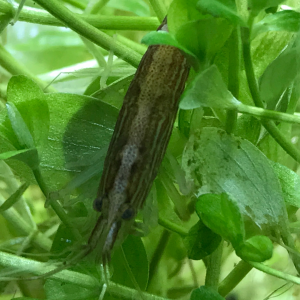 Publication de CriCri07