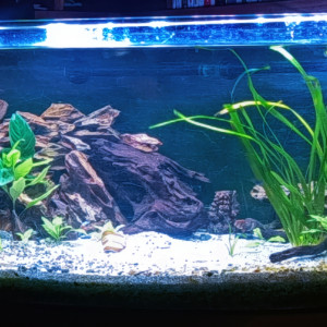 Publication de Ayolit