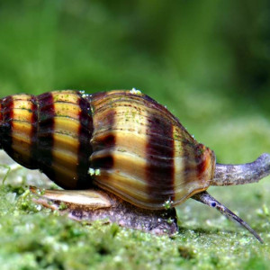 Escargot assassin ou helena à vendre
