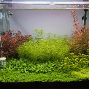 Publication de boubou59