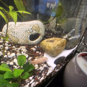 Bebe Ancistruce
