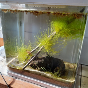 Publication de T.girault32