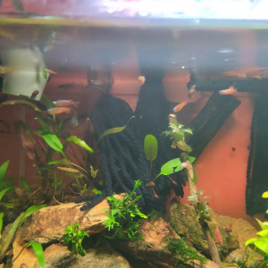 Publication de lolo95