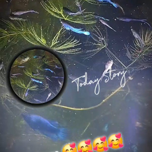 Publication de Betta_dutch60