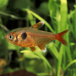 Fantôme rouge Hyphessobrycon