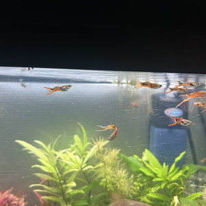 Publication de Cabernet