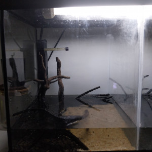 Publication de Yoshi971