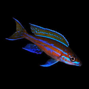 Cherche Paracyprichromis Nigrippinis
