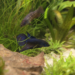 Publication de Haplo