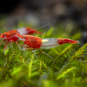 Lot De 10 Crevettes Red Rili Neocaridina