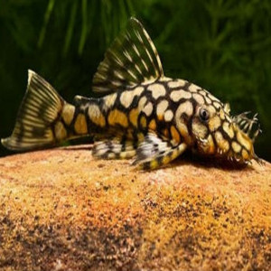 Couple ancistrus kiefner