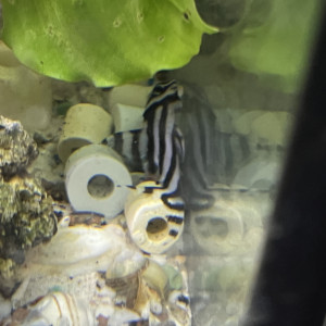 Hypancistrus l46