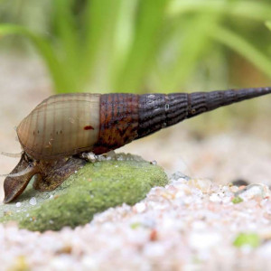 Stenomelania torulosa