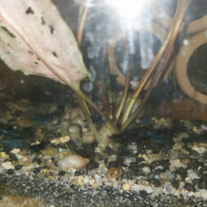 Vends Neocaridina Blue Velvet