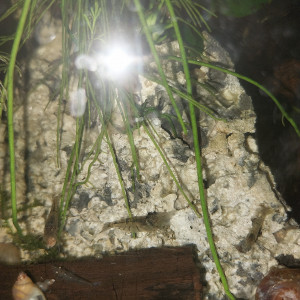 Crevettes Malawas (mini japonica)