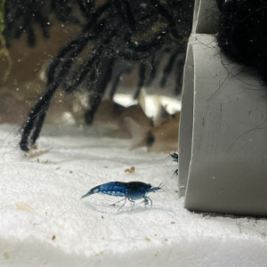 Crevettes Blue Dream / Carbon rili /Velvet
