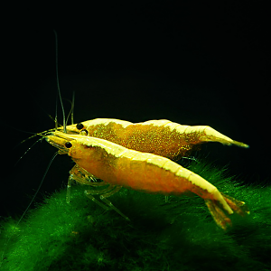 Crevette yellow neon