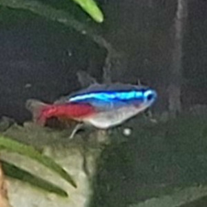 Publication de Betta_dutch60