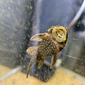 Je donne 3 poissons