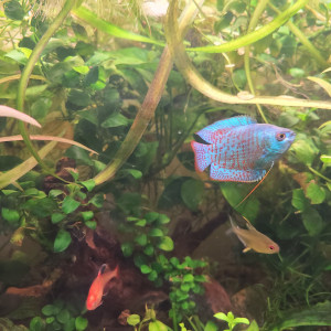 Publication de laurent-galichet