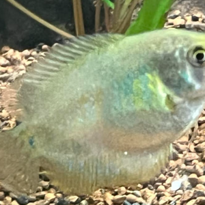 Publication de Wake_Up