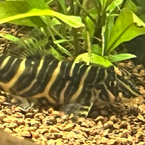 Publication de Wake_Up