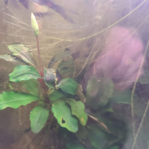 Publication de laurent-galichet