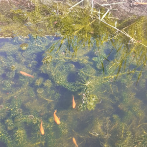 Publication de Allan78