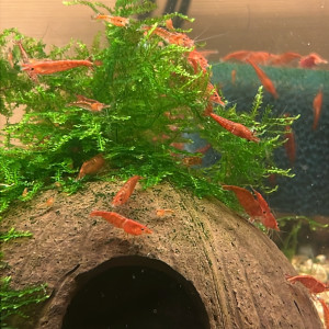 Red cherry