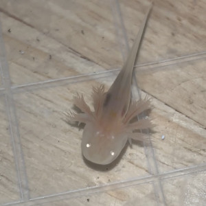 Axolots gold ou rose