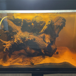 Publication de Yallinc