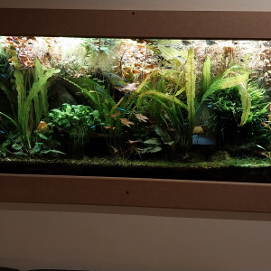 Publication de STK54