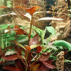 Publication de STK54