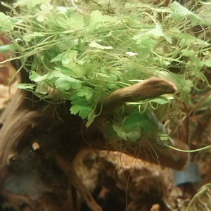 Publication de STK54